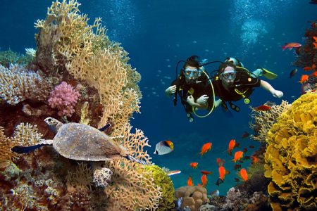 Snorkeling in the Red Sea