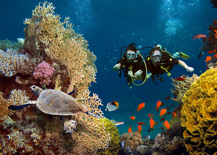 snorkling in red sea